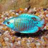 Neon Blue Dwarf Gourami