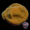 CCGC Orange Polyp Montipora