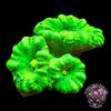 Neon Green Cualastrea