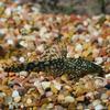 Bushynose Plecostomus