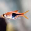 Harlequin Rasbora