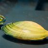 Freshwater Clam