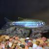 Zebra Longfin Danio