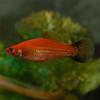 Red Wag Swordtail