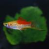 Pineapple Swordtail