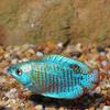 Neon Blue Dwarf Gourami