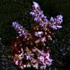 (Sample Coral)