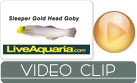 Sleeper Gold Head Goby