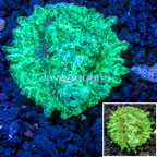 LiveAquaria® Cultured Hydnophora Coral (click for more detail)