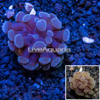 LiveAquaria® cultured Hammer Coral (click for more detail)