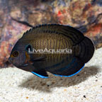 Bluefin Angelfish (click for more detail)