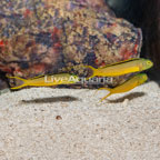 Green Canary Blenny, trio (click for more detail)