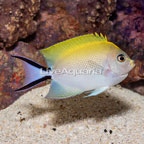 Spotbreast Angelfish Female  (click for more detail)