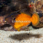 Redtail Filefish (click for more detail)