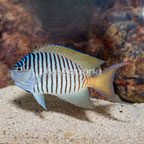 Spotbreast Angelfish Male  (click for more detail)